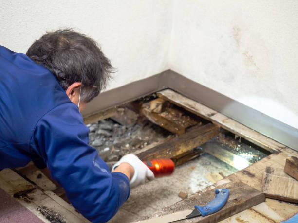 Best Toxic Mold Removal  in Silver Grove, KY