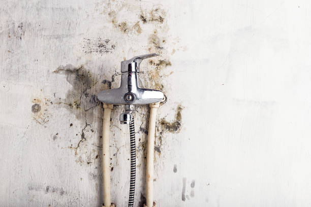 Best Fast Mold Removal  in Silver Grove, KY
