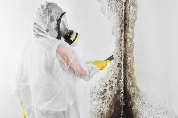 Best Commercial Mold Removal  in Silver Grove, KY