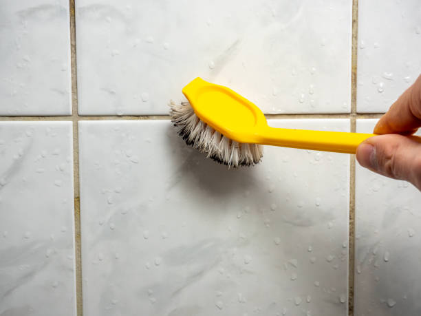 Mold Removal and Inspection in Silver Grove, KY