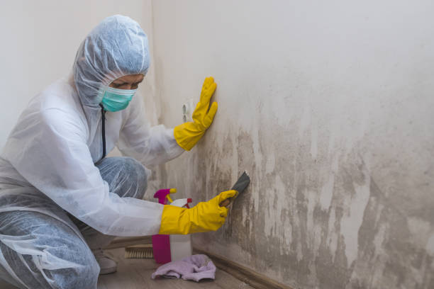 Professional Mold Removal in Silver Grove, KY