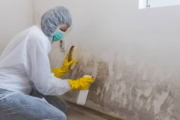 Best Fast Mold Removal  in Silver Grove, KY