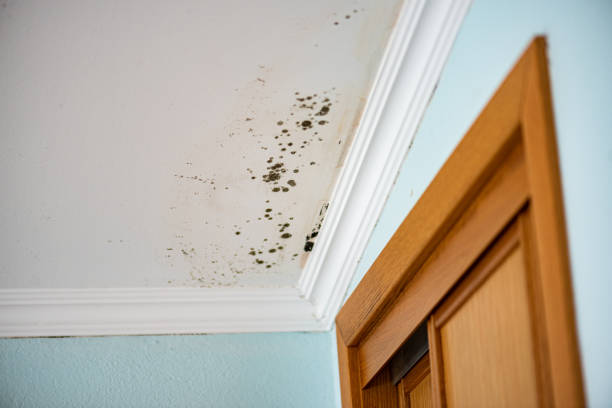Best Same-Day Mold Removal  in Silver Grove, KY