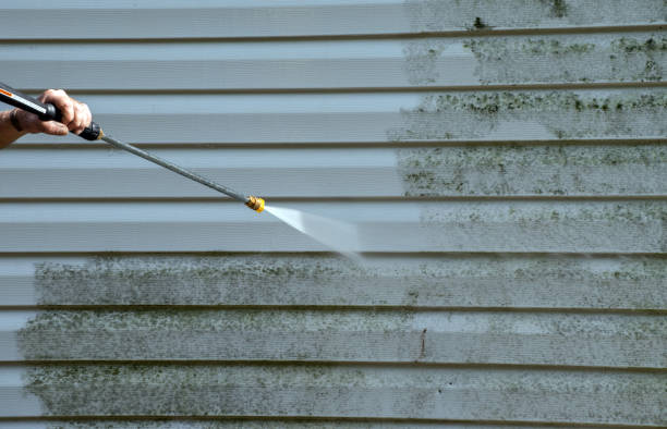Best Black Mold Removal  in Silver Grove, KY