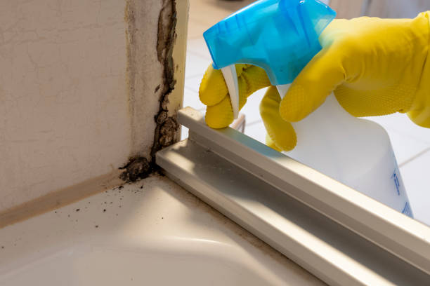 Best Certified Mold Removal  in Silver Grove, KY