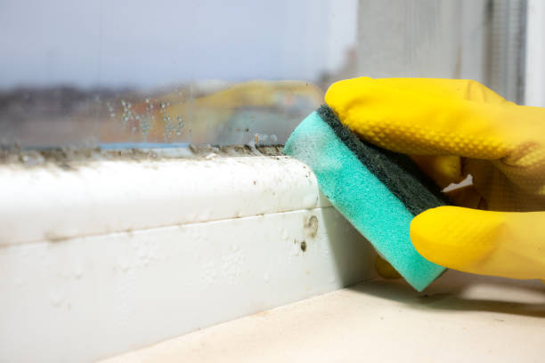 Best Mold Testing  in Silver Grove, KY