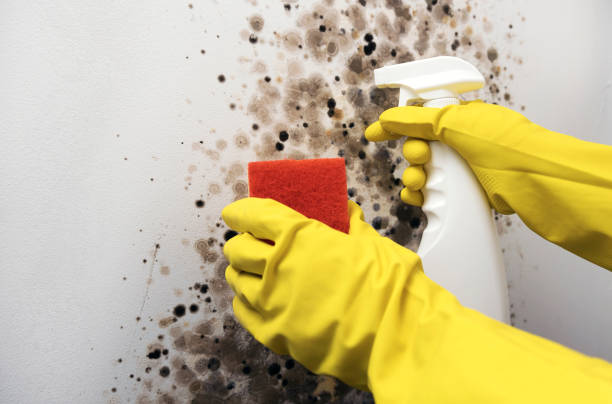 Best Mold Removal Company Near Me  in Silver Grove, KY