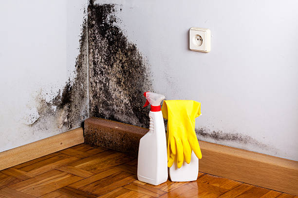 Best Emergency Mold Removal  in Silver Grove, KY