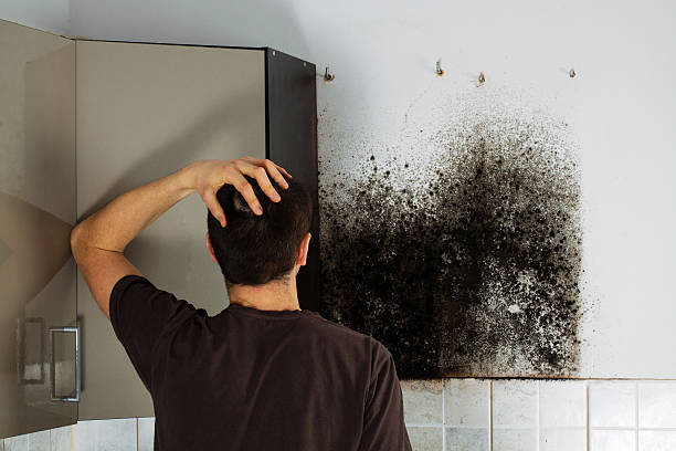 Best Professional Mold Removal  in Silver Grove, KY