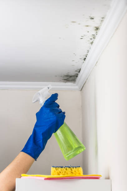 Best Local Mold Removal Service  in Silver Grove, KY